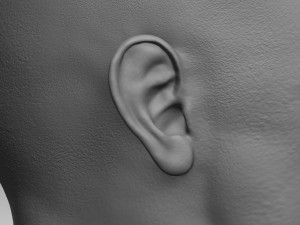 anatomical body base mesh 3D 模型