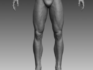 anatomical body base mesh 3D 模型