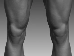 anatomical body base mesh 3D Model