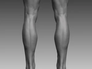 anatomical body base mesh 3D Model