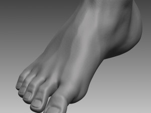 anatomical body base mesh 3D 模型