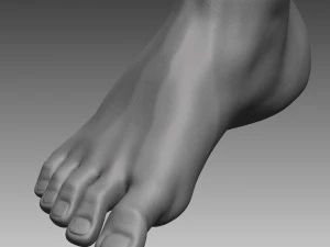 anatomical body base mesh 3D Model