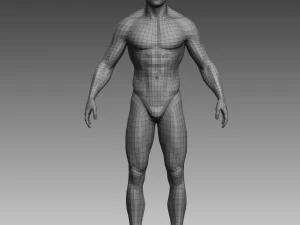 anatomical body base mesh 3D Model