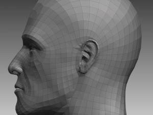 anatomical body base mesh 3D 模型