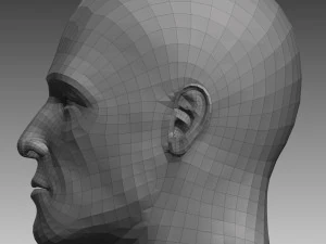 anatomical body base mesh 3D Model