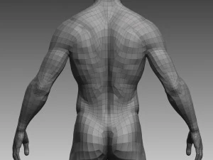 anatomical body base mesh 3D Model