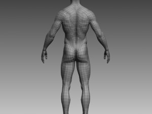 anatomical body base mesh 3D 模型