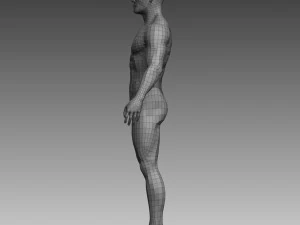 anatomical body base mesh 3D Model