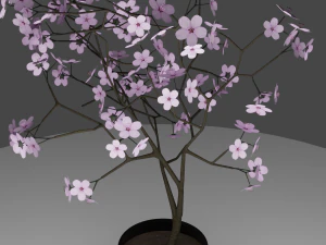 pink blossom cherry 3D Model