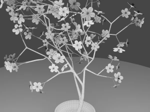 pink blossom cherry 3D Model