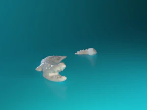 Swimming Crocodile 3D Print Model