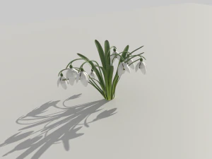 snowdrop 3D Model