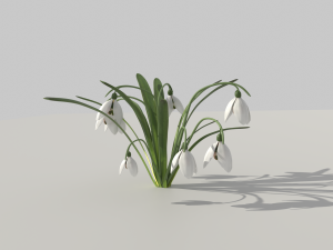 snowdrop 3D Модель