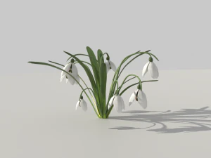 snowdrop 3D Model