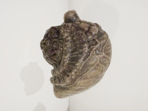 외계 기관 3D 모델