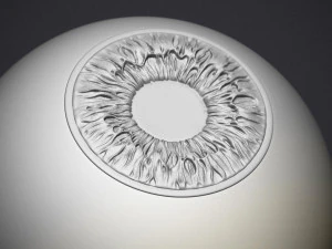 occhio umano Modello di stampa 3D