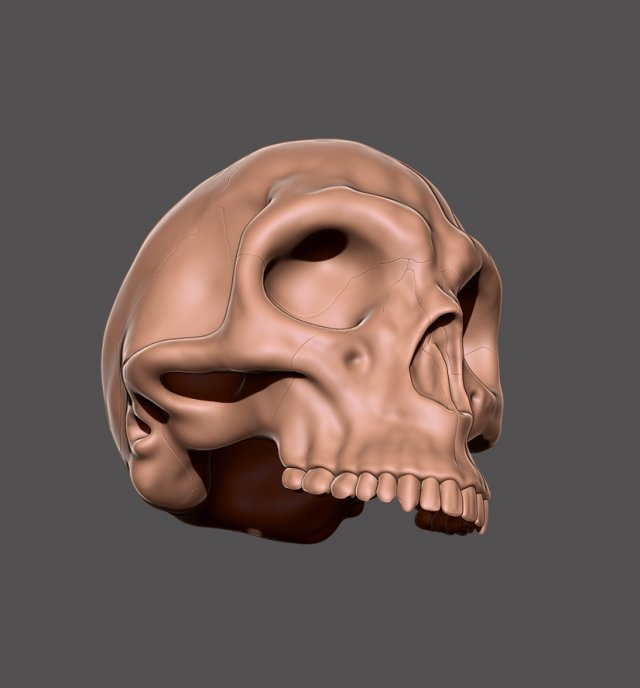skull 3D 打印模型 .c4d .max .obj .3ds .fbx .stl .blend 