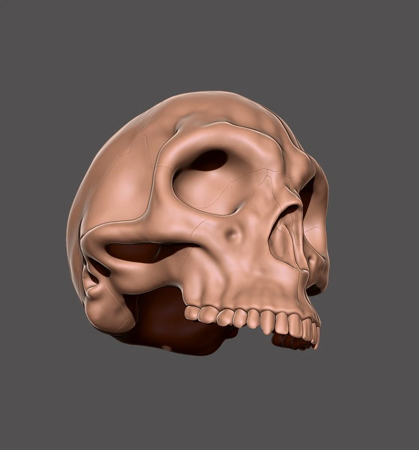 skull 3D Print Model .c4d .max .obj .3ds .fbx .stl .blend 