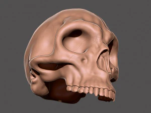 頭蓋骨 3Dプリントモデル