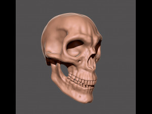 skull 3D 打印模型