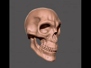skull 3D Print Model