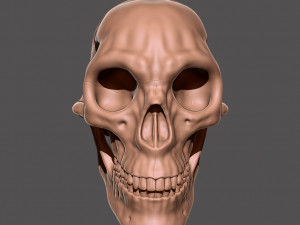 skull 3D 打印模型