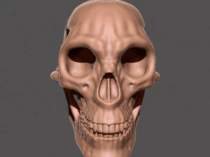 skull 3D Print Model