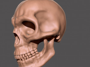 skull 3D 打印模型