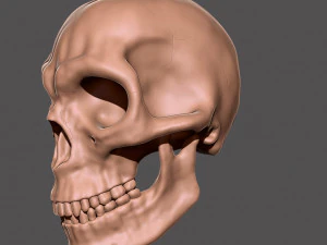 skull 3D Print Model