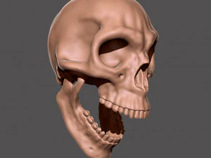 skull 3D Print Model
