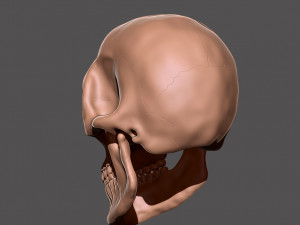 skull 3D 打印模型