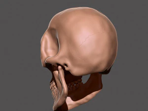 skull 3D Print Model