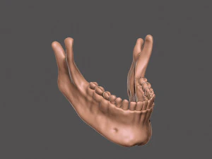 skull 3D Print Model
