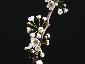 pbr aluminium vases with cherry branch by zara home 3D 모델