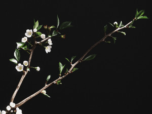 pbr aluminium vases with cherry branch by zara home 3D 모델