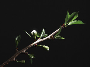 pbr aluminium vases with cherry branch by zara home 3D 모델