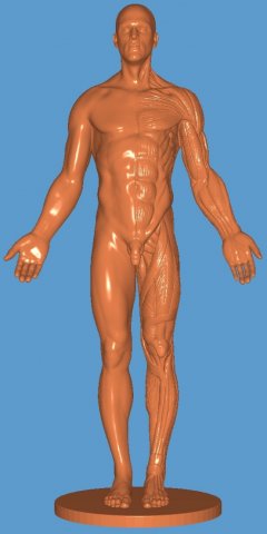 Anatomy learning 3D Modell .c4d .max .obj .3ds .fbx .stl .blend 