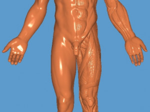 Anatomy learning Modelo 3D