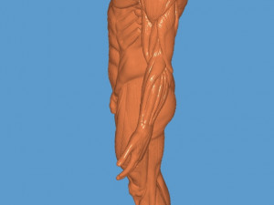 Anatomy learning 3D Modell