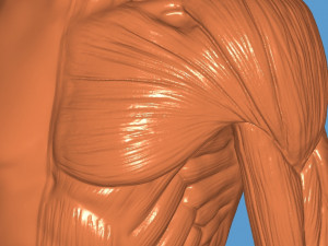 Anatomy learning 3D Modell