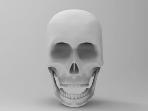 schedel 3D Model