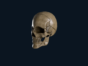 skull 3D Model