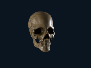 skull 3D Model