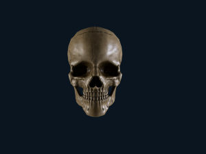 skull 3D Model