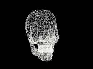 skull 3D Model