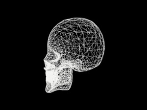 skull 3D Model