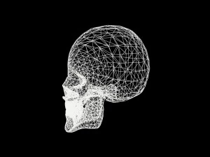 skull 3D Model