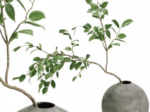 Ветка листьев фасоли искусственной мансаниты 3D Модель