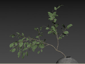 Faux Manzanita Bean Leaf Branch 3D Model
