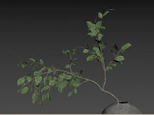 Ветка листьев фасоли искусственной мансаниты 3D Модель
